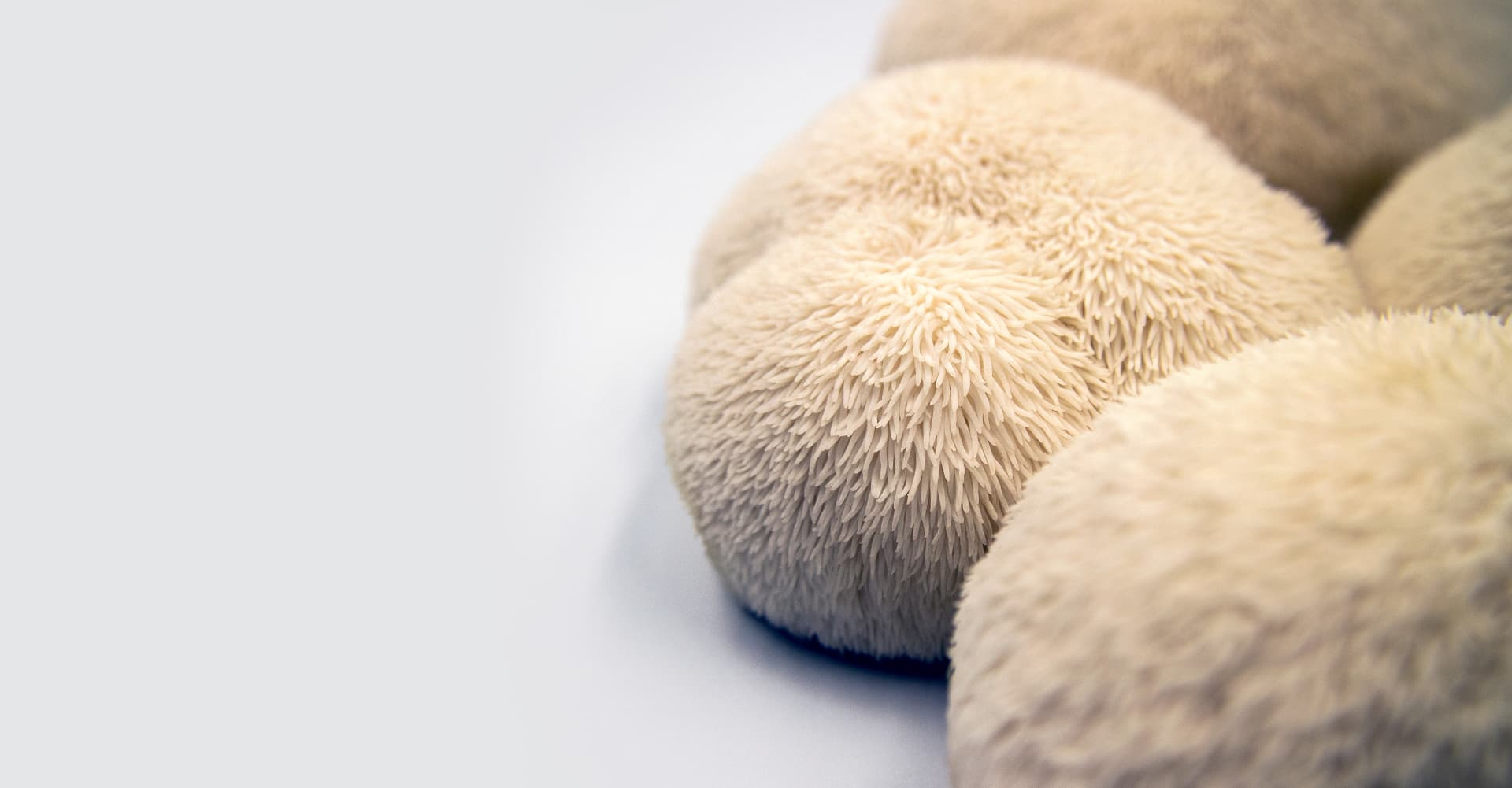 Lion's Mane functional mushroom ingredient supplied by Bioshroom