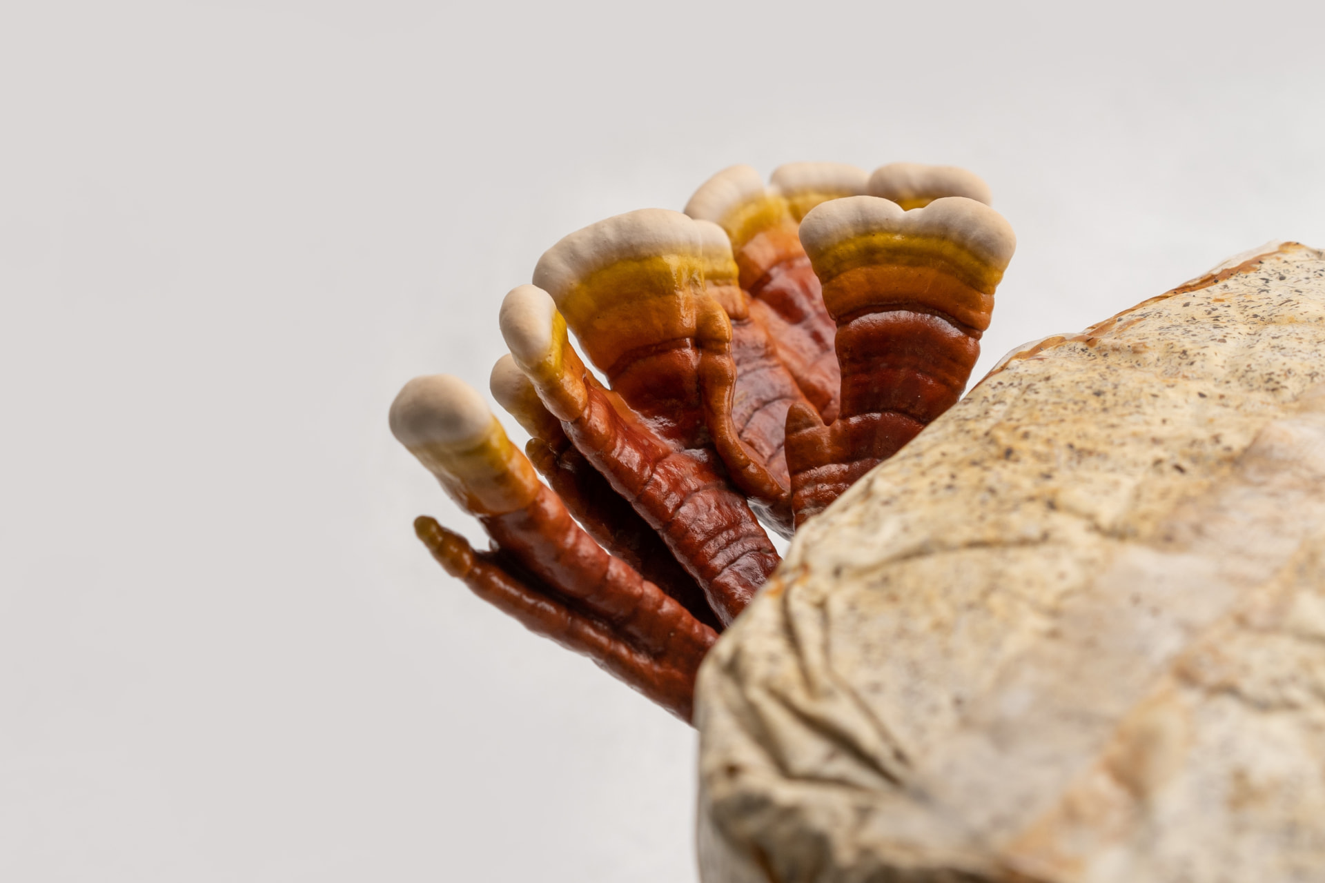 Reishi functional mushroom ingredient supplied by Bioshroom