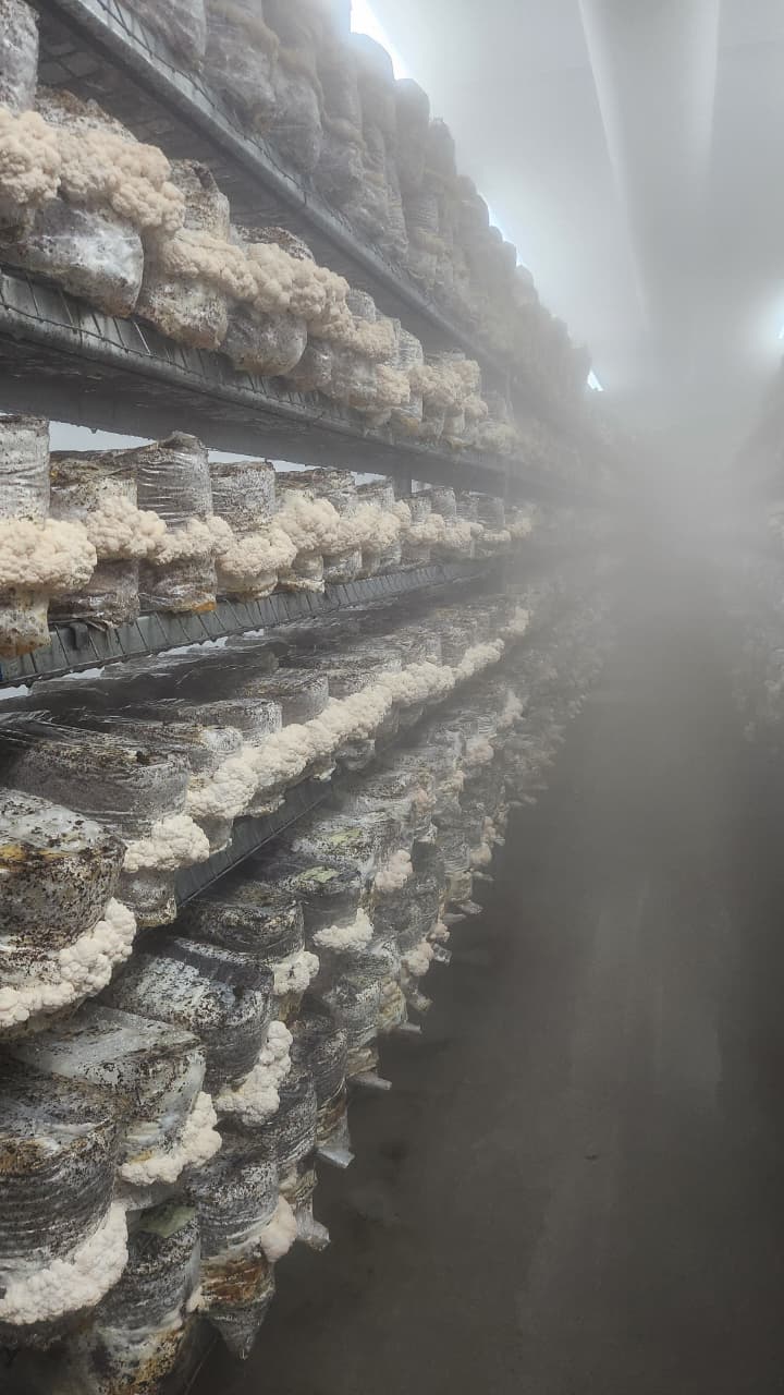 Full-scale fruiting room in production