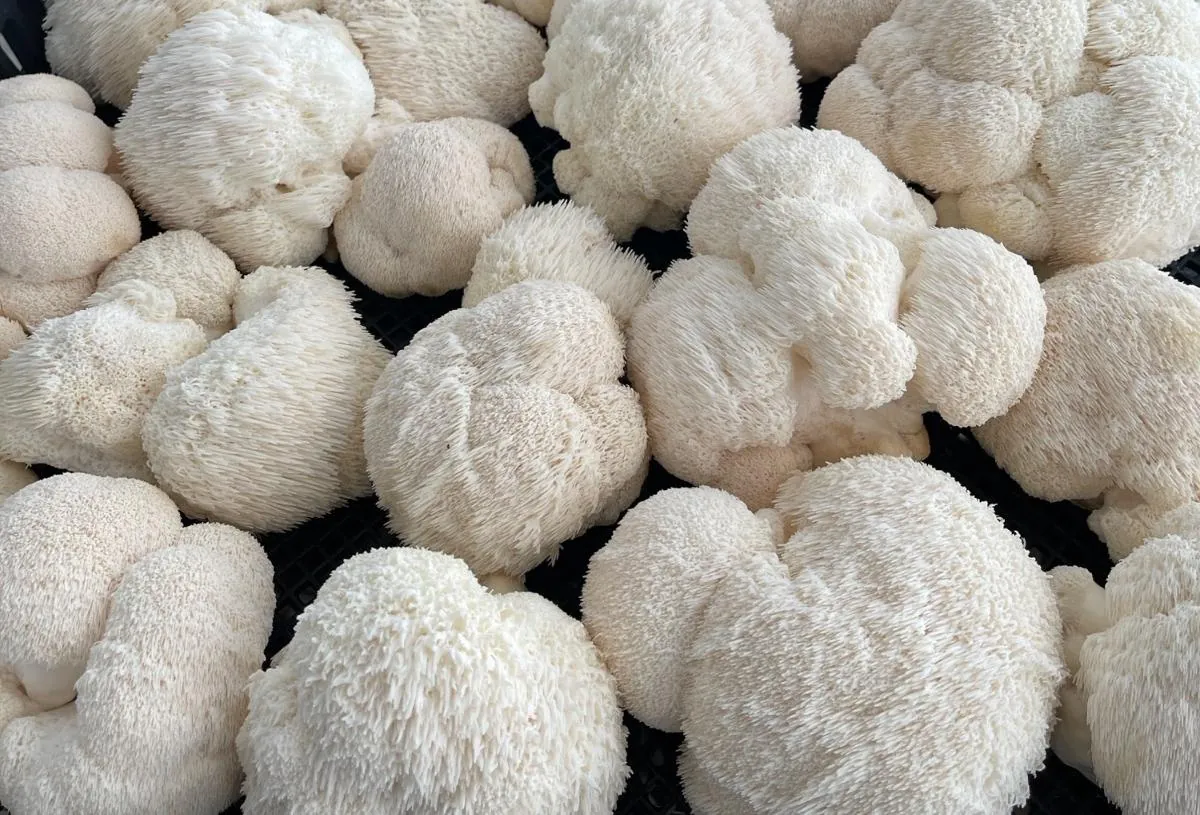 Fresh Lion's Mane mushrooms growing