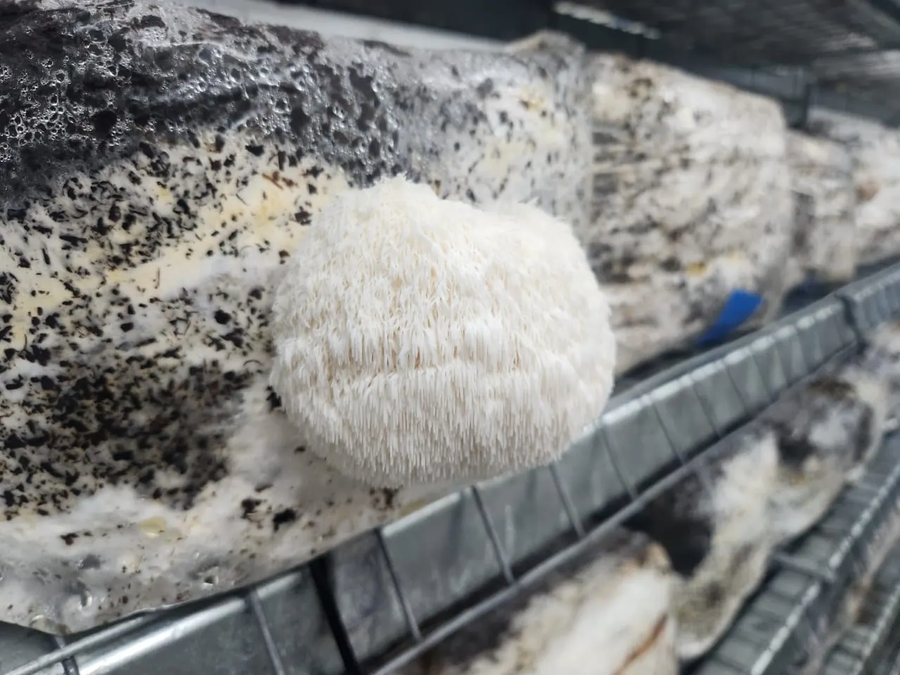 Lion's Mane fruiting in climate-controlled rooms
