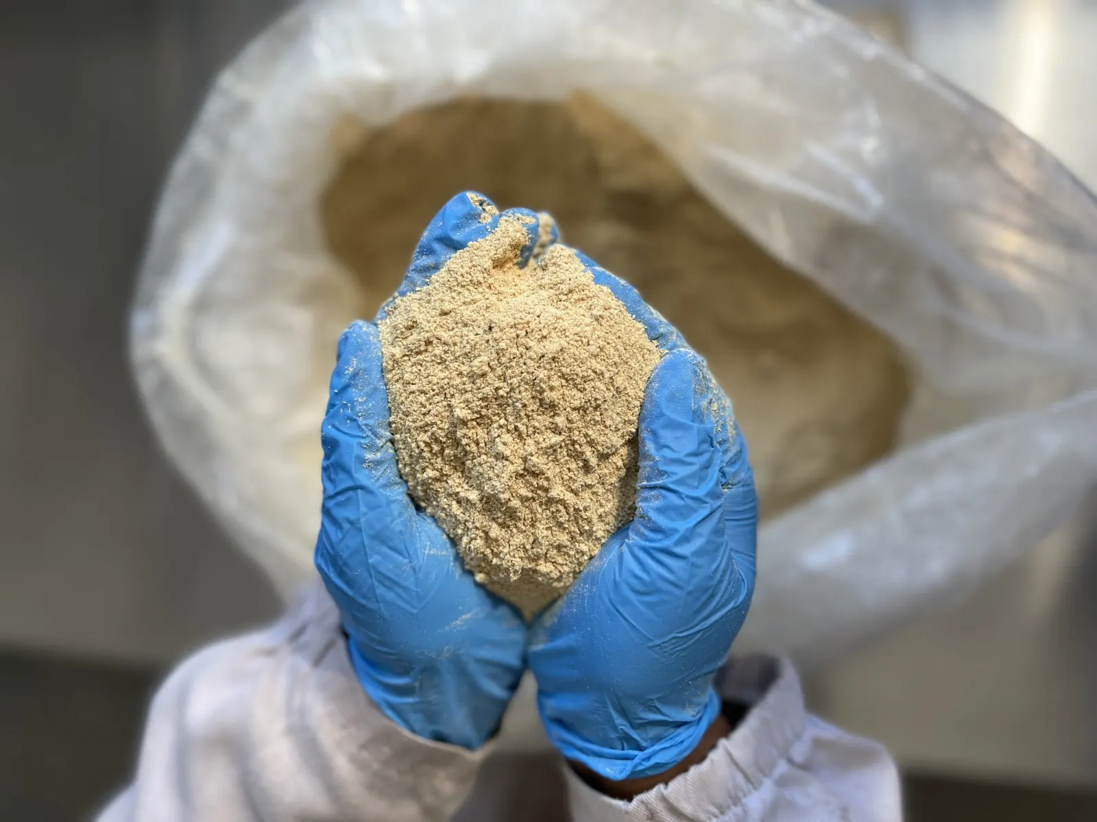 Hands holding functional mushroom powder