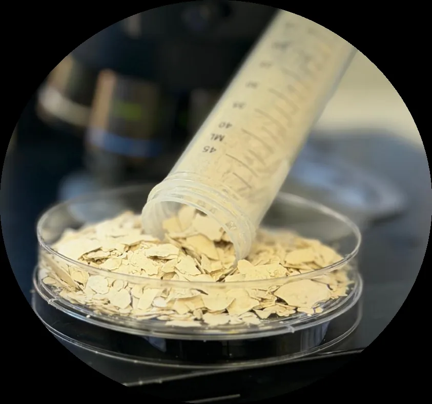 Bioshroom Lion's Mane pure mycelium powder in a bowl