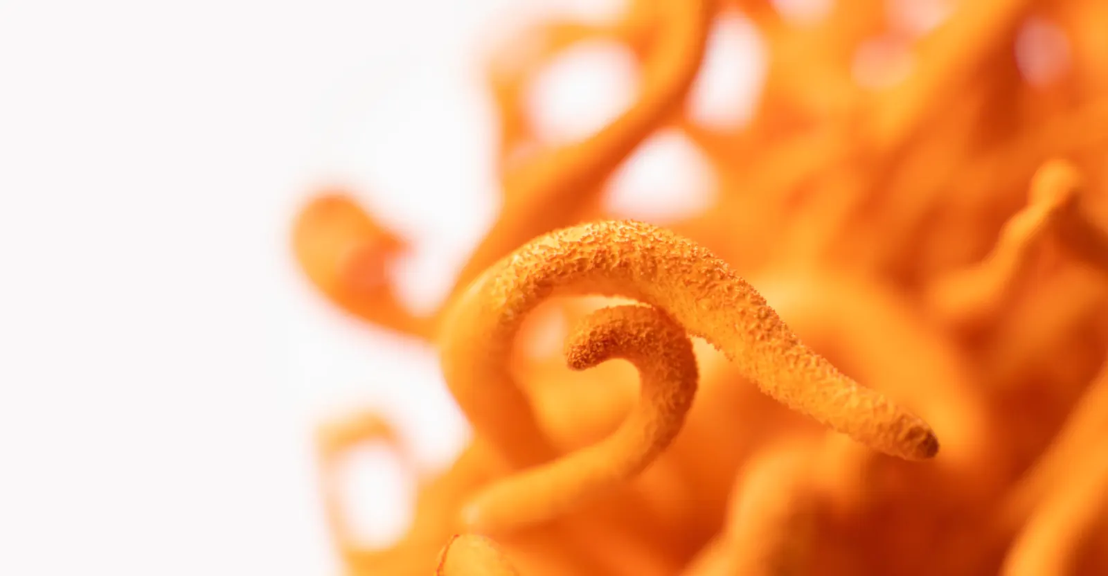Dried orange Cordyceps militaris fruiting bodies grown by Bioshroom