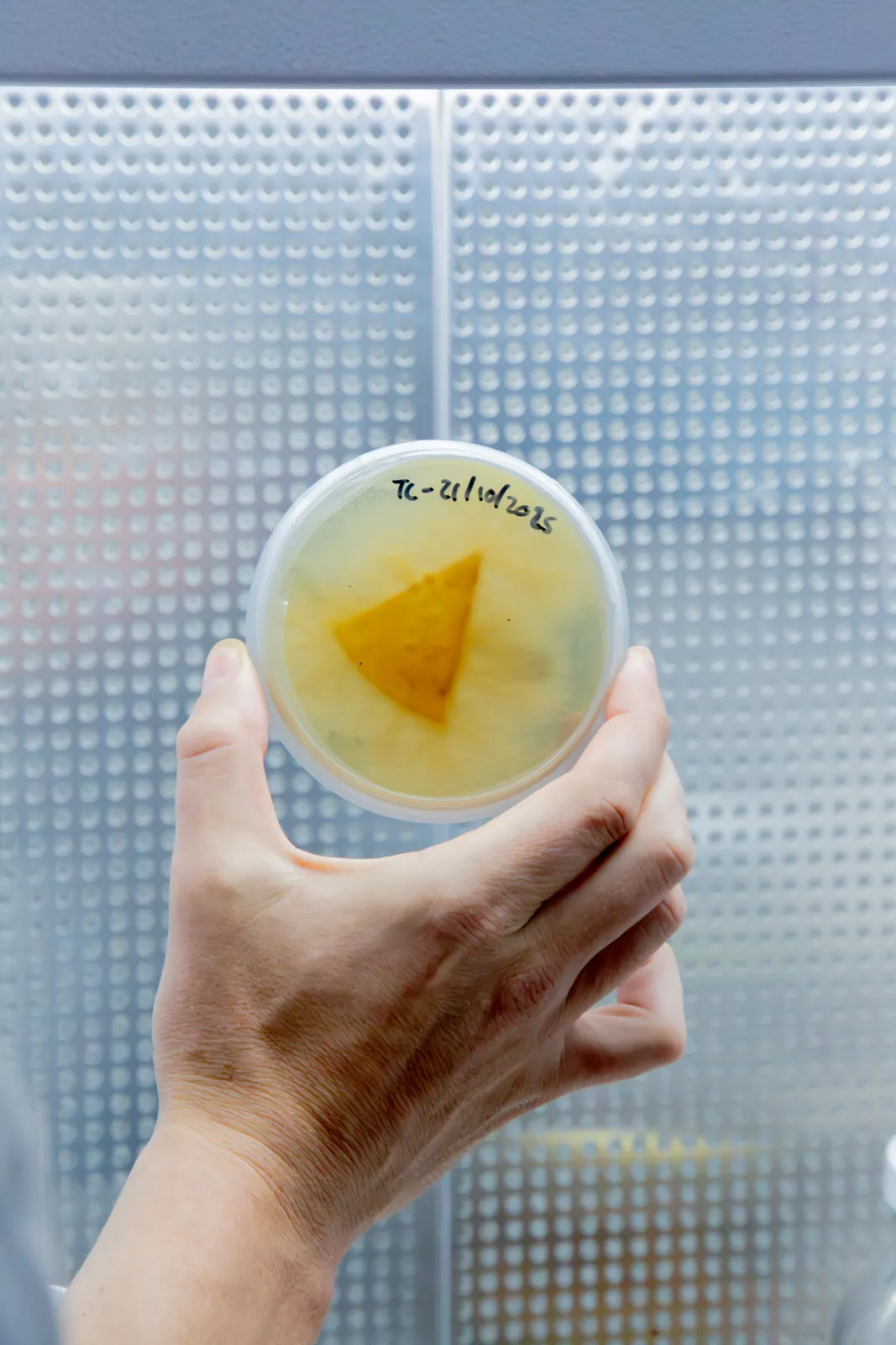 In-house tissue culture and genetics