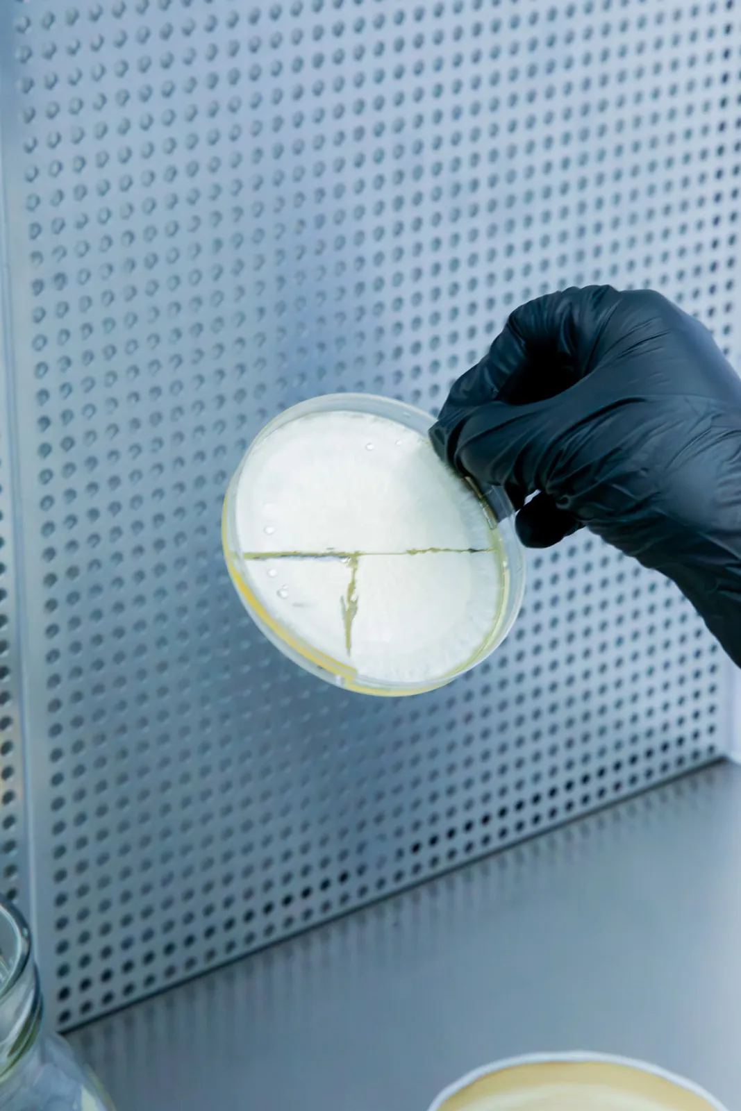 Lab-grade sterile culture work